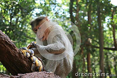 Monkey eating bananas Stock Photo