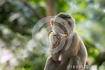 Monkey Stock Photo