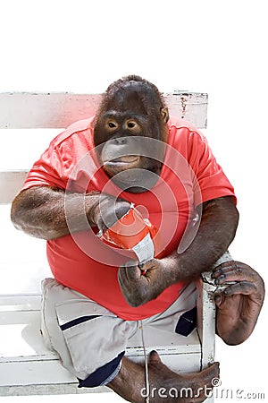 Monkey eating chips Stock Photo