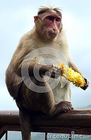 Monkey eating corn Stock Photo