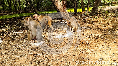 Monkey Eating The Flour Scattered On The Ground In A Forest Of India Stock Photo