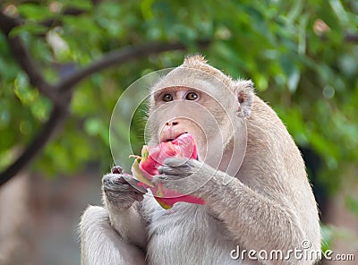 Monkey eating fruit Stock Photo