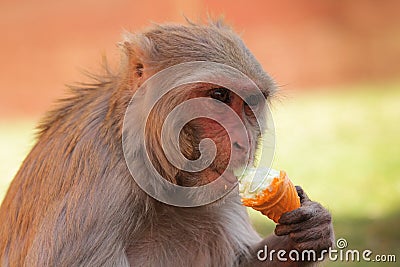 Monkey Eating Ice-Cream Stock Photo