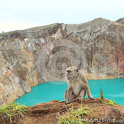 Monkey on edge of crater with lake Tin on Kelimutu Stock Photo