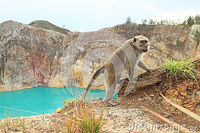 Monkey on edge of crater with lake Tin on Kelimutu Stock Photo
