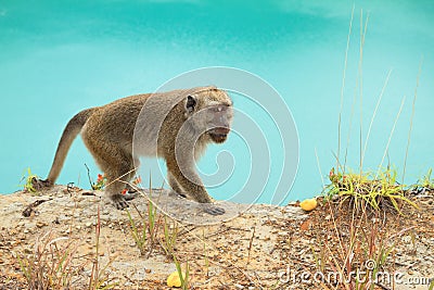 Monkey on edge of crater with lake Tin on Kelimutu Stock Photo