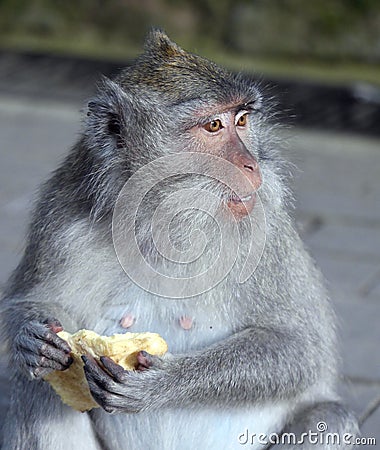 Monkey enjoying piece of bread stolen from tourist Stock Photo