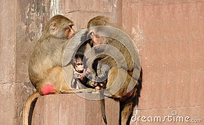 Monkey family Stock Photo