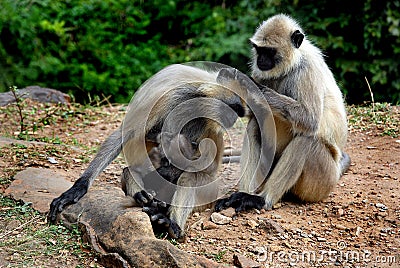 Monkey Family Stock Photo