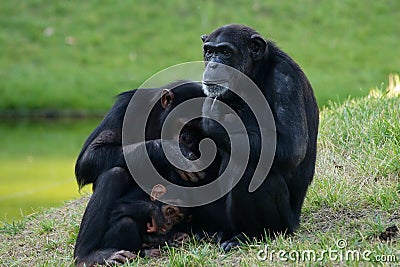 Monkey Family Stock Photo