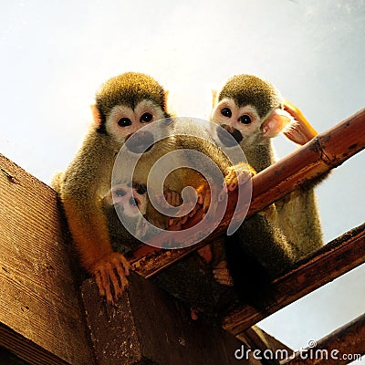 Monkey family Stock Photo