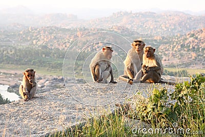 Monkey family Stock Photo