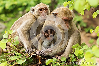 Monkey Family Stock Photo