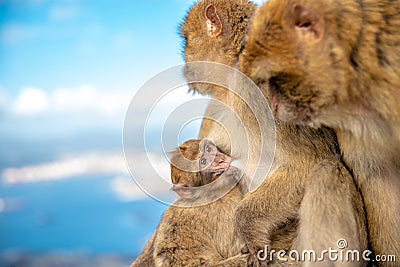 Monkey family basking under the tropical sun. females are breastfeeding young Stock Photo