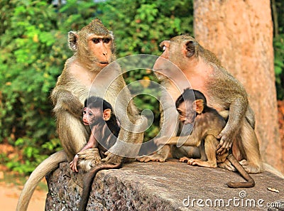 Monkey family in Cambodia Stock Photo