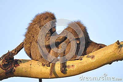 Monkey family Stock Photo