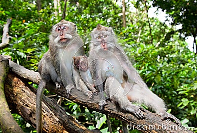 Monkey family in forest ,Ubud, Bali Stock Photo