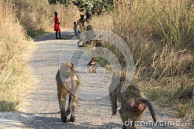 Monkey family sitting in park by victoria falls in simbabwe in africa. Editorial Stock Photo