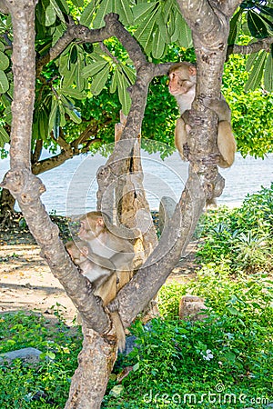 Monkey family sitting on a tree in a jungle on a beach sea view Stock Photo