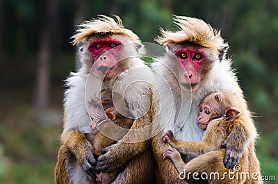 Monkey family Stock Photo