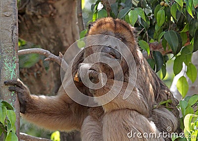 Monkey Stock Photo