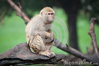 Monkey Stock Photo