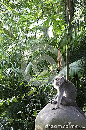 Monkey forest macaque ubud bali Stock Photo