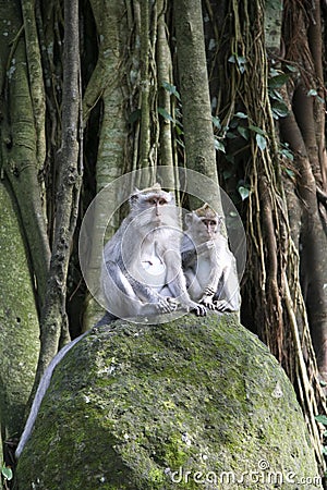 Monkey forest macaque ubud bali Stock Photo