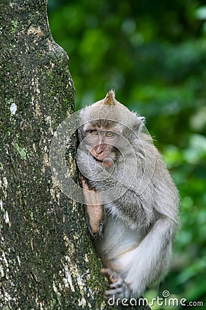 Monkey in forest park in Ubud, Bali Indonesia Stock Photo