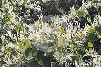 Monkey fungus knotweed invasive species in autumn bloom Stock Photo