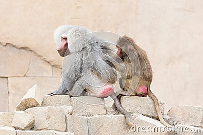 Monkey grooming another monkey Stock Photo