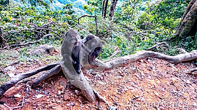 Monkey grooming each other at the hillside in Lombok Indonesia Stock Photo