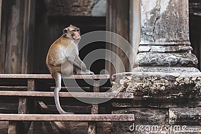 Monkey guards the entrance to Angkor Wat, Cambodia Stock Photo