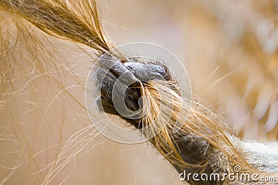 Monkey hand pulling a blonde girl's hair Stock Photo