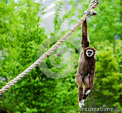 Monkey Hanging Out Stock Photo