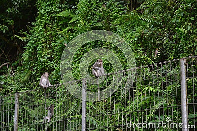 monkey has life in destitation in Lombok Stock Photo