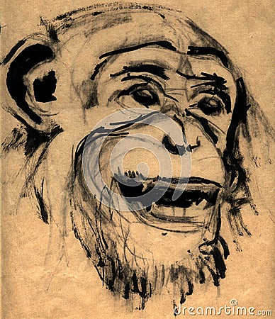 Monkey head Stock Photo