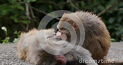 Monkey helps delousing Stock Photo