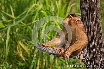 Monkey in his typical enviroment - tropical forest in Indonesia - on Borneo island Stock Photo