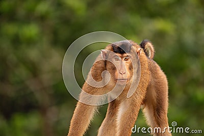 Monkey in his typical enviroment - tropical forest in Indonesia - on Borneo island Stock Photo