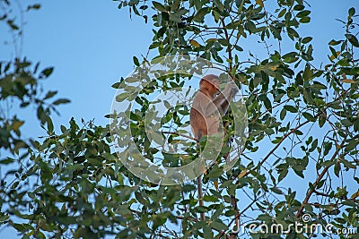 Monkey in his typical enviroment - tropical forest in Indonesia - on Borneo island Stock Photo