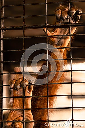 Monkey hold cage Seeking independence Stock Photo