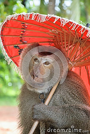 Monkey hold red umbrella look at camera Stock Photo