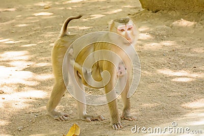 Monkey holding the baby monkey Stock Photo