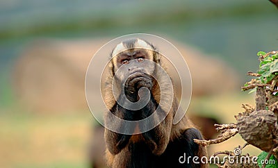 Monkey Holding Hands Stock Photo