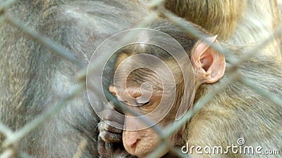 Monkey holding his mother behind zoo fence Stock Photo