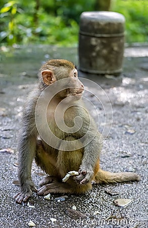 Monkey holding piece of fruit to eat Stock Photo