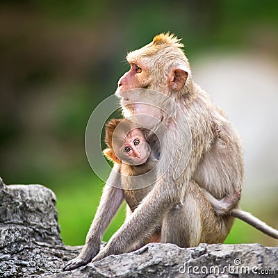 Monkey Stock Photo