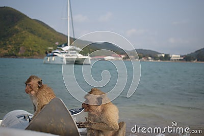 Monkey hungry food water Stock Photo