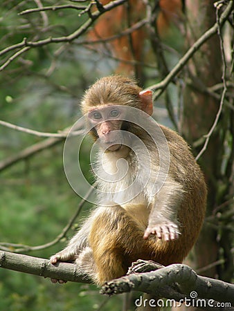 A monkey Stock Photo